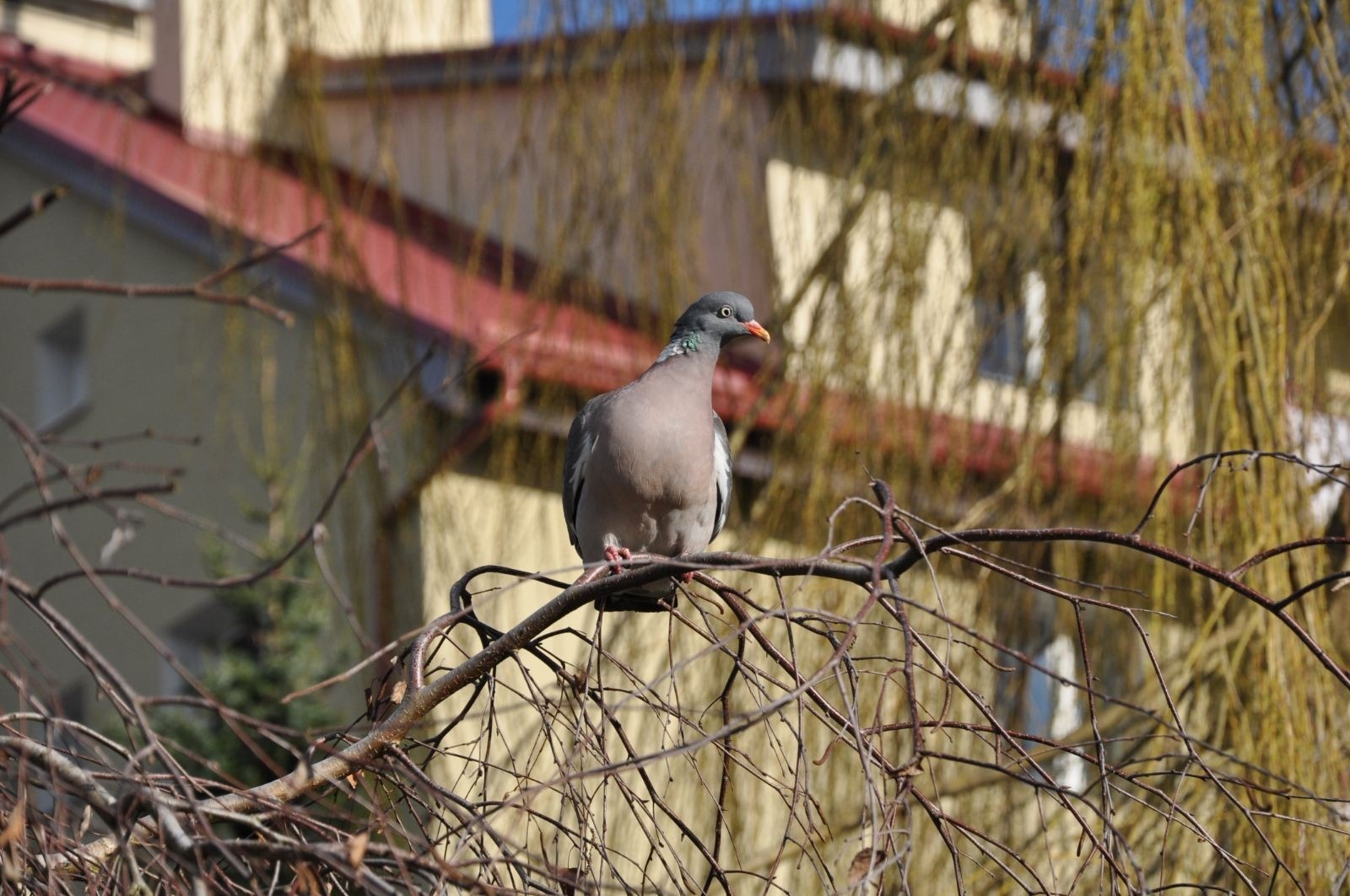 zdjęcie zrobione w ramach kołach fotograficznego