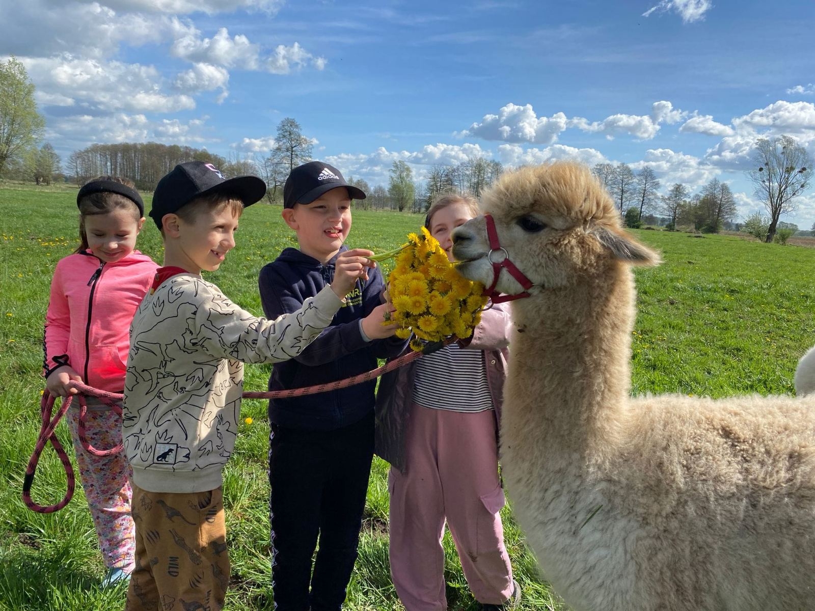 Dzieci z alpaką