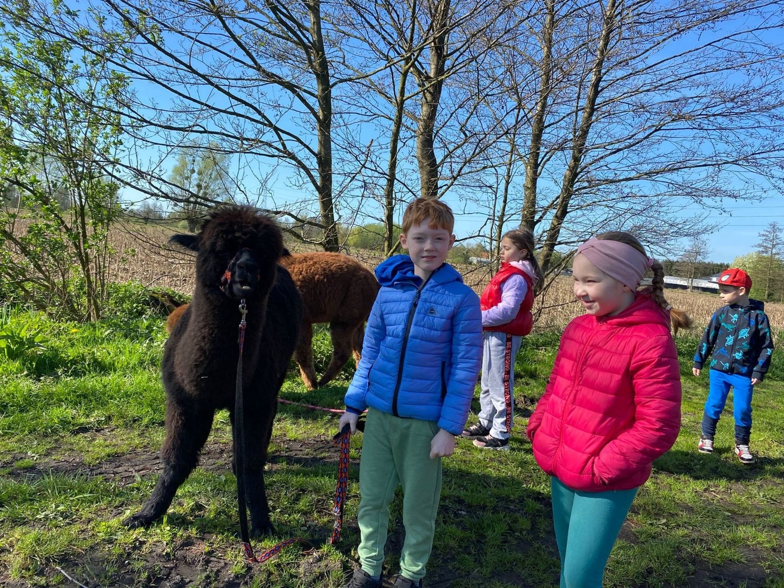 Dzieci z alpaką